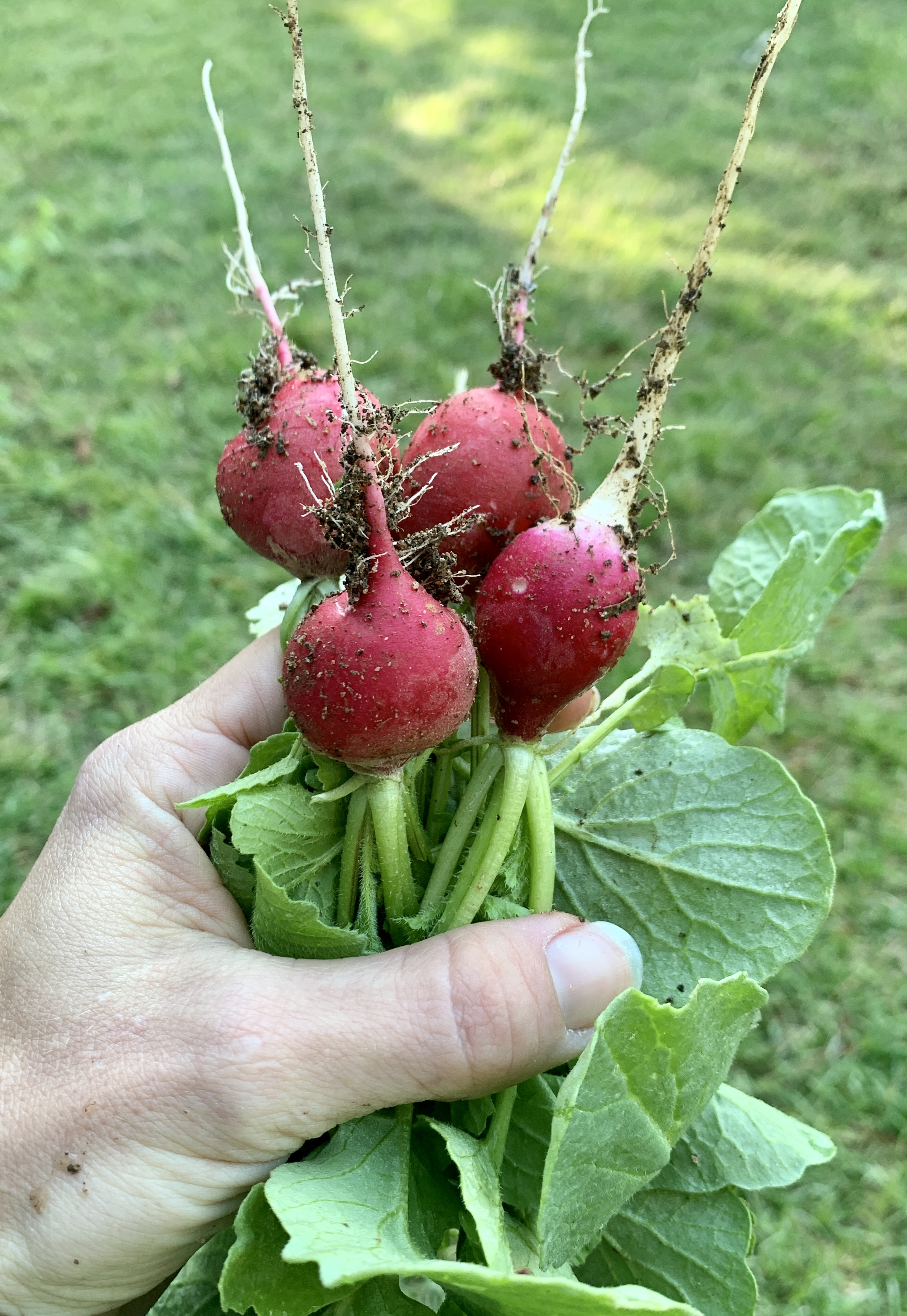 Garden Update